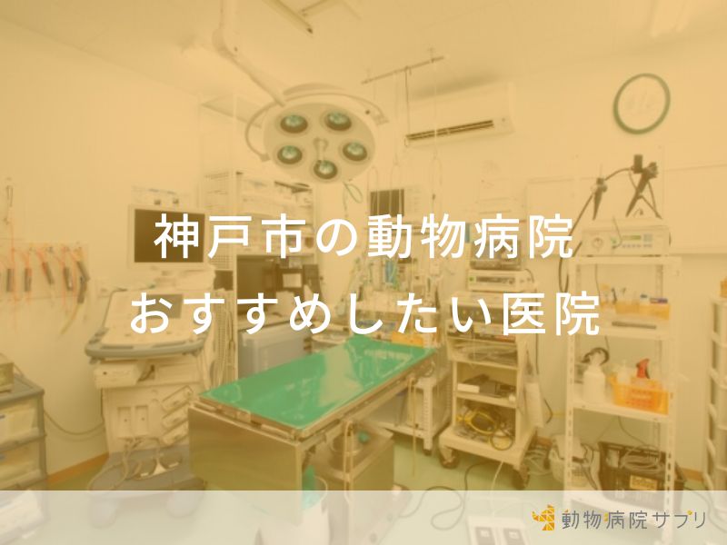 【2025年】神戸市の動物病院 おすすめしたい5医院
