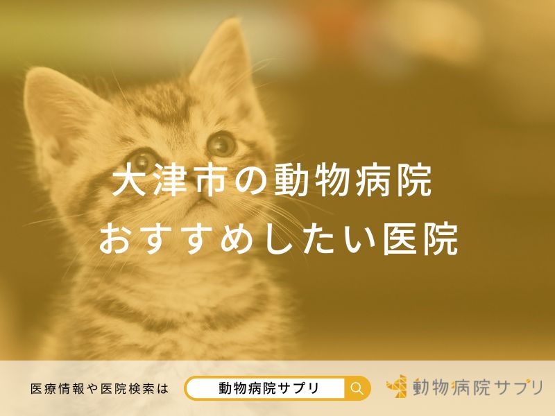 大津市の動物病院 おすすめしたい医院
