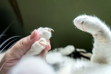猫の爪切りはどこまでやって良いの？嫌がる場合の対処法も紹介！