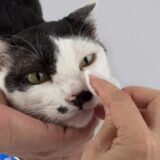 猫が片目だけ涙を流す際の原因は？流涙症や目のチェックポイントについても解説！