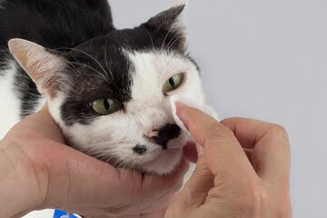 猫が片目だけ涙を流す際の原因は？流涙症や目のチェックポイントについても解説！
