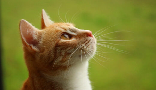 猫の気管支炎とは？治療法や予防法について解説します！
