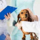 犬の健康診断にかかる費用はどれくらい？受けるべき年齢や頻度についても紹介
