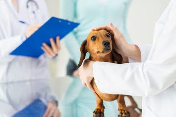 犬の健康診断にかかる費用はどれくらい？受けるべき年齢や頻度についても紹介