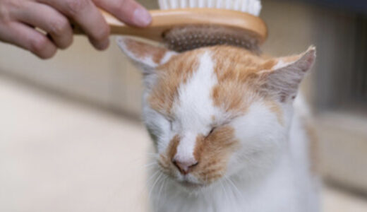 猫のぬけ毛がすごい！ぬけ毛の原因や対策を紹介します！