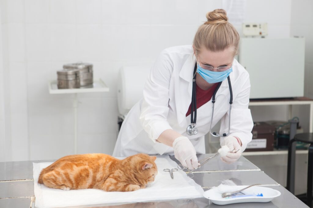 猫の血尿で考えられる病気