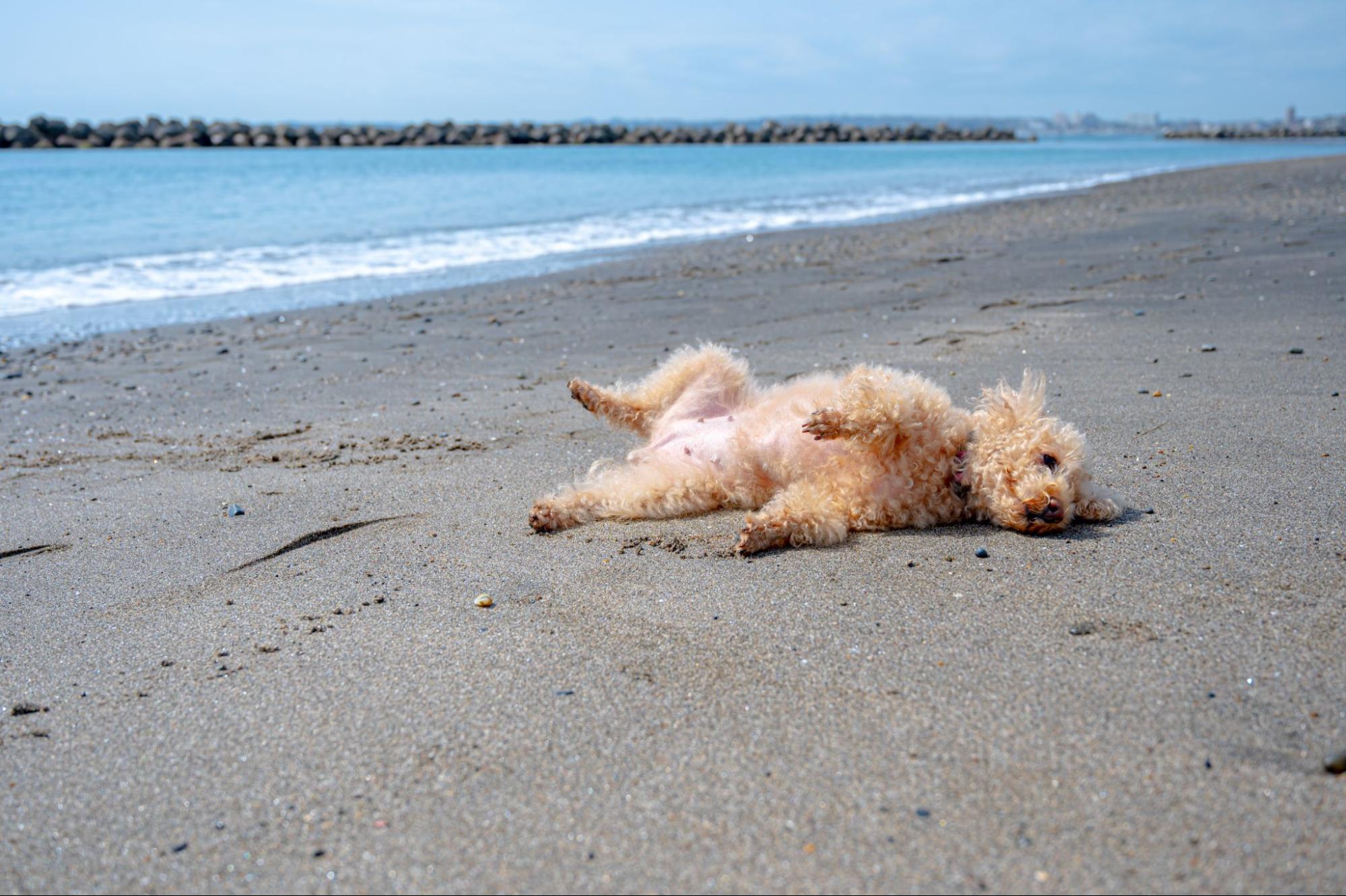 砂浜で寝転ぶ　小型犬