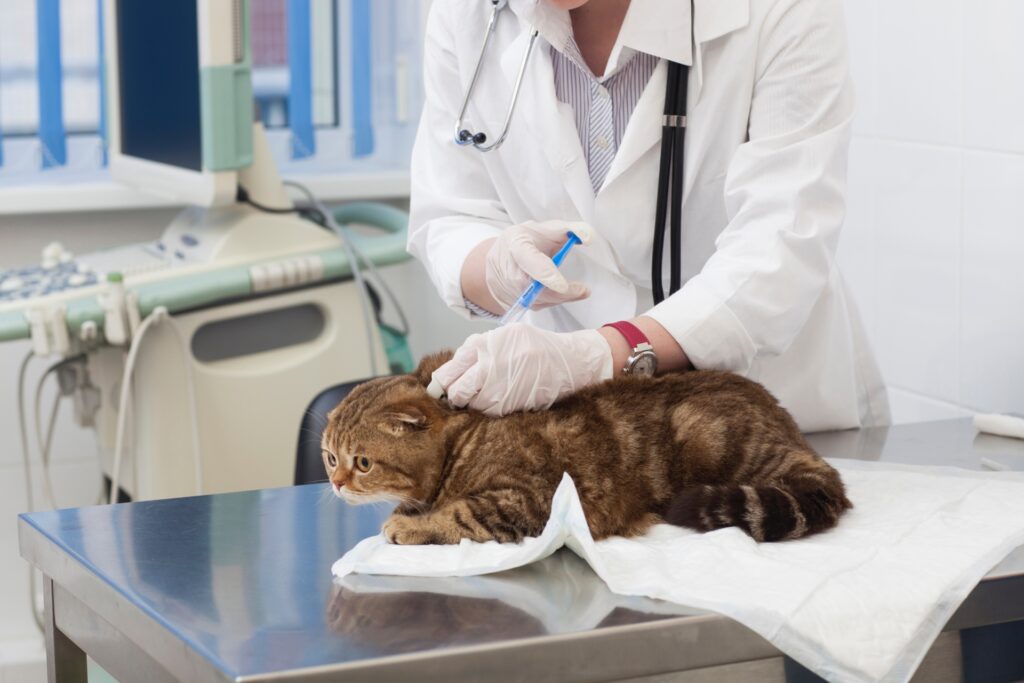 猫の血尿の治療方法