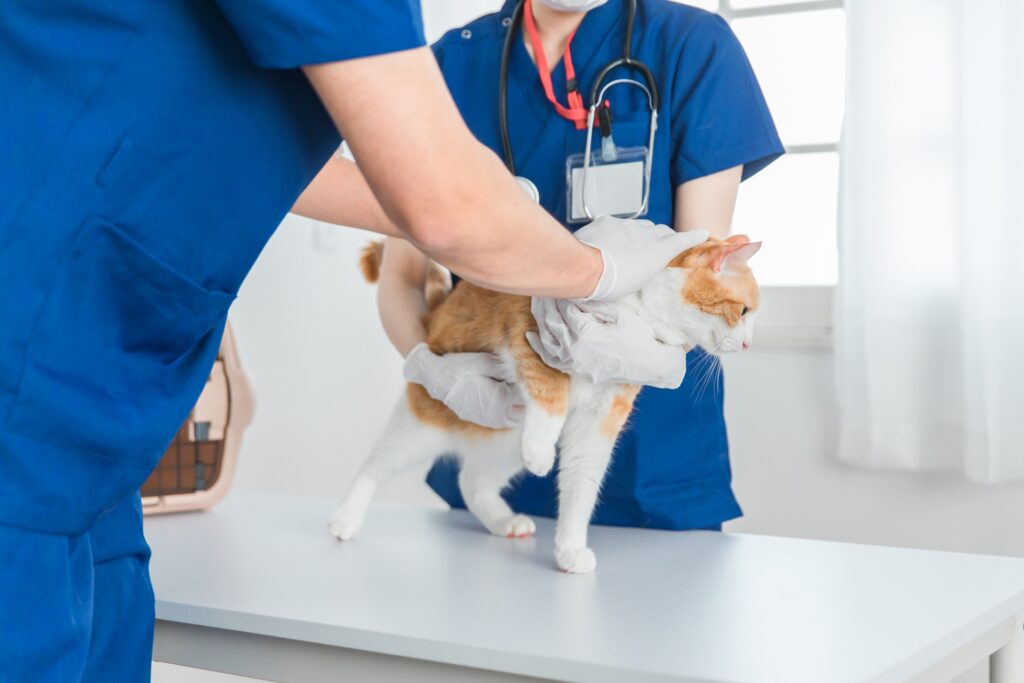 猫に血尿がみられた場合の対処法は？