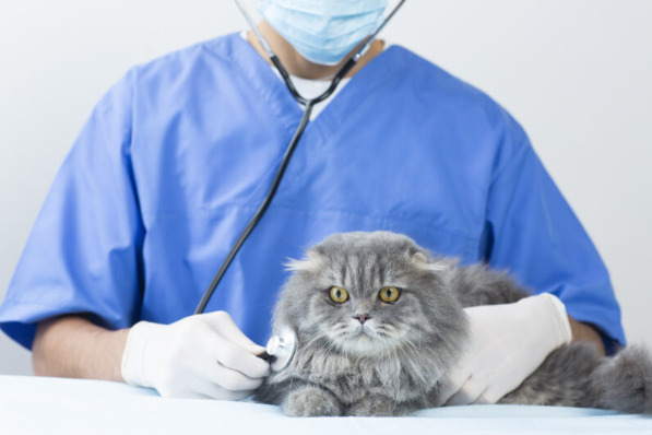 ダウン症候群と白血病の関係