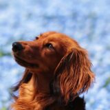 犬の耳の病気について｜症状・治療法・獣医師の選び方を解説