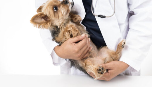 犬インフルエンザとは？どんな症状が出るの？犬インフルエンザの感染経路や治療方法も合わせて解説！