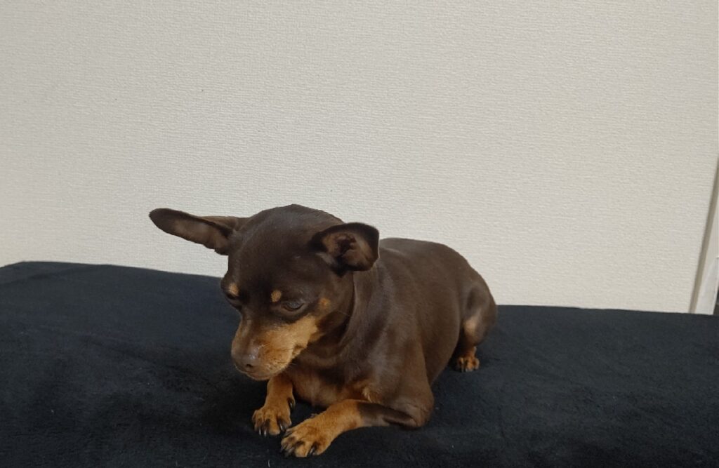 私の犬が震えているのはなぜですか? 6 考えられる理由