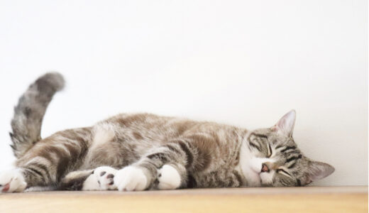 猫の肥大型心筋症とは？症状・病期分類・治療・予防を徹底解説！