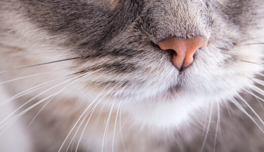 猫の鼻血は危険な病気のサイン？考えられる病気や対処法を徹底解説！