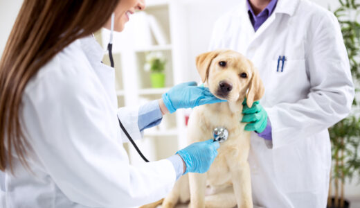 犬の外耳炎の原因はなに？注目したいサインや治療法を徹底解説！