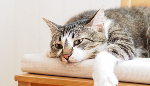 猫も胃炎になるの？症状や治療法を詳しく解説していきます！