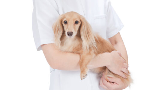 犬の糖尿病とは？犬が糖尿病になる原因や治療方法も解説！