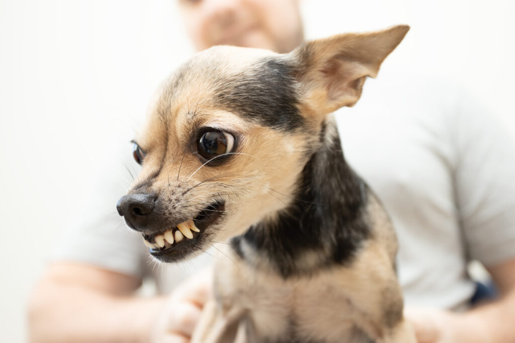 子犬 狂ったように噛む