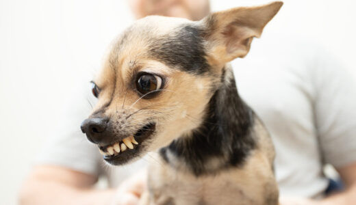 子犬が狂ったように噛むのは正常なの？噛む原因やしつけ方も解説します！