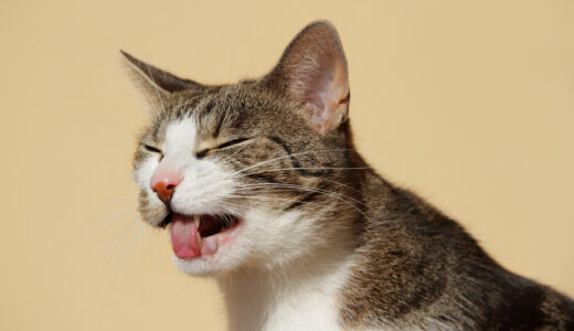 猫が毛玉を吐くのはなぜ？毛玉を吐く理由や対処法について徹底解説！
