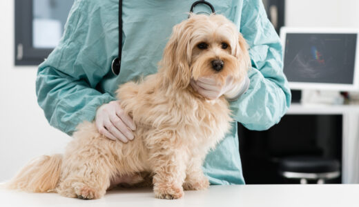 犬の炎症性腸疾患とはどんな病気？症状や治療などを徹底解説します！