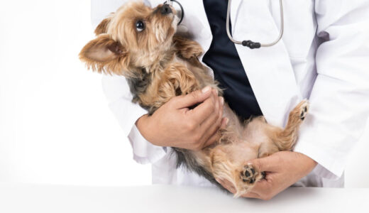 犬のワクチンにはどんなものがある？時期や回数、副作用も併せて解説！