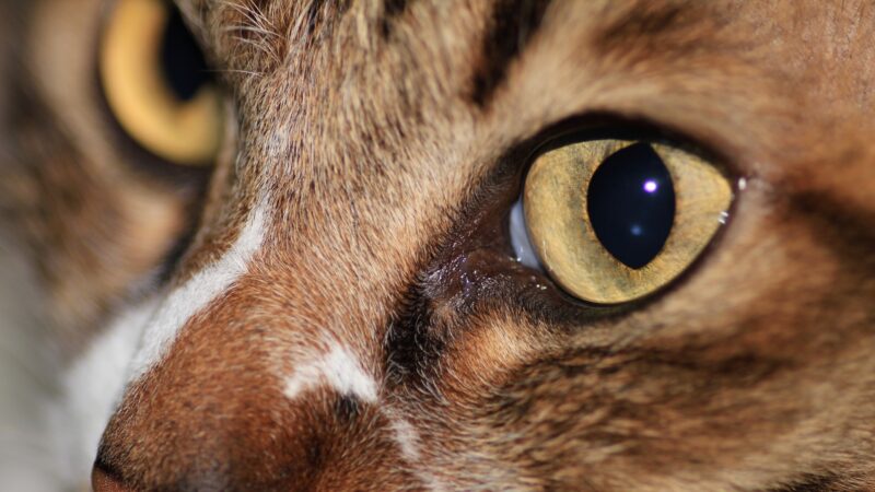 猫の目の病気の原因や症状