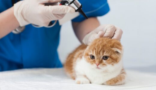 猫の予防接種の種類は？時期・副反応・費用について解説