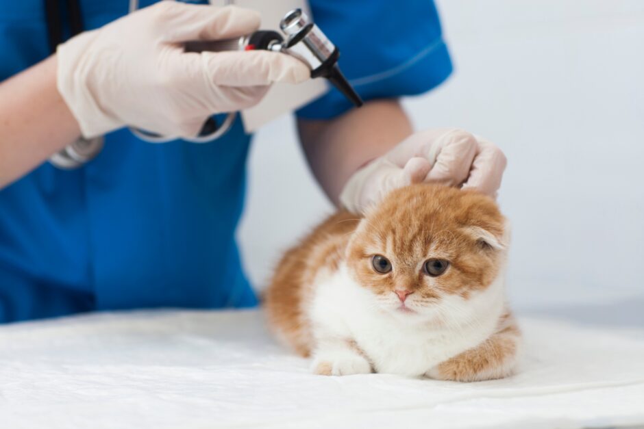 猫の予防接種の種類は？