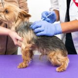犬の予防接種について