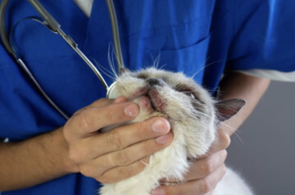 猫下部尿路疾患 治療