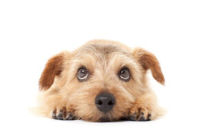 犬の白内障とは？白内障の症状や原因について解説します！