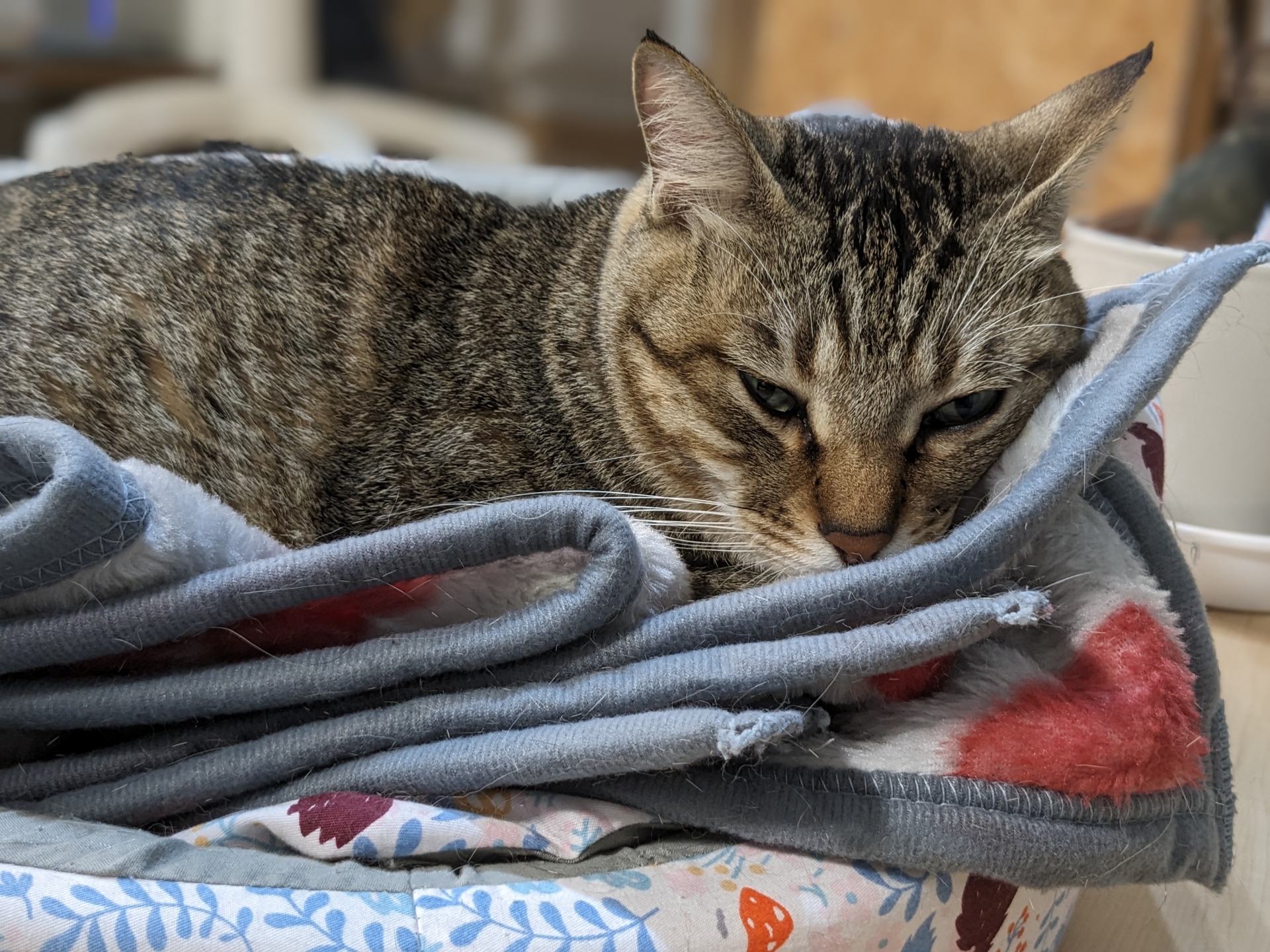 毛布の上にいる猫