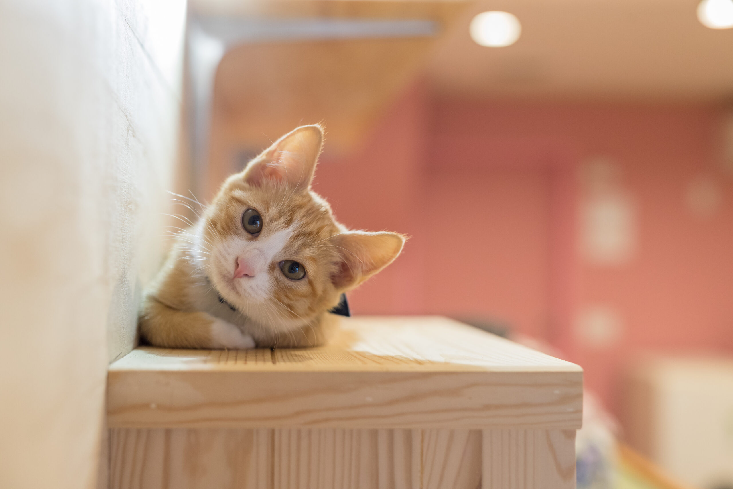 【おすすめ】 猫の中毒症状とは？猫に与えてはいけない食べ物や成分を解説 邦楽