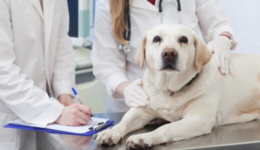 犬のクッシング症候群とは？原因や症状、治療方法などについて解説！
