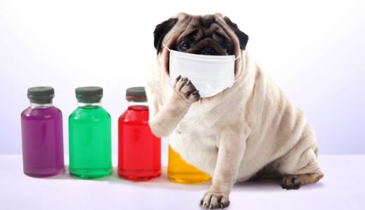 犬が咳をしている原因は？考えられる病気や対処法について解説