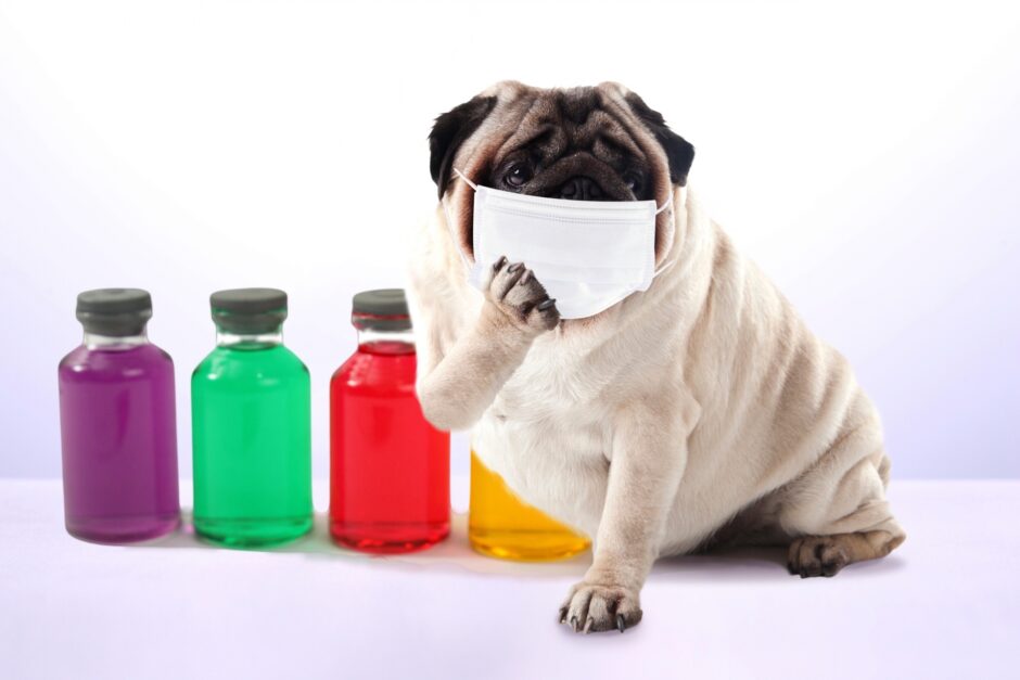 犬が咳をしている原因は？考えられる病気や対処法について解説