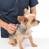 犬の膵炎とはどんな病気？予防や治療の方法について詳しく解説！