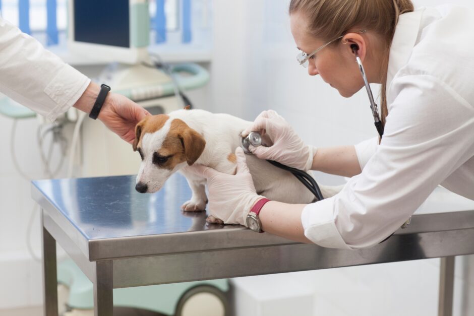 犬が血尿を出した！？考えられる原因や動物病院に連れて行くときの注意点を解説