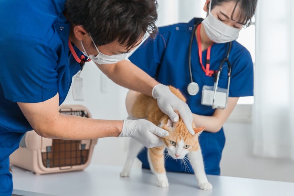 猫の腎臓病の検査