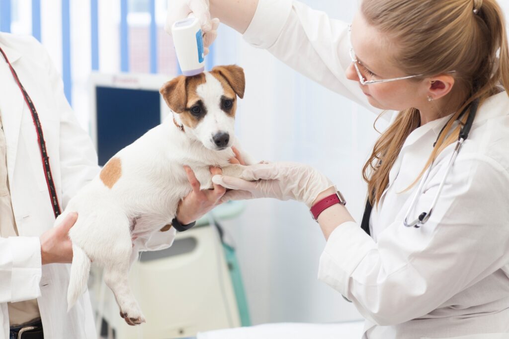 犬のクッシング症候群の検査と治療の方法