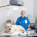 犬の腎臓病を理解する｜知っておきたい検査や治療法についても解説します