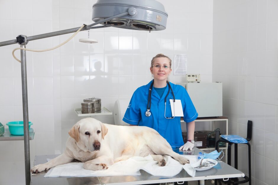 犬の腎臓病を理解する｜知っておきたい検査や治療法についても解説します
