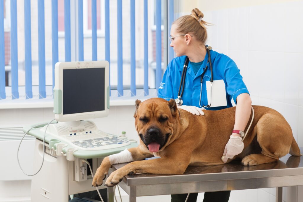 犬の腎臓病の検査
