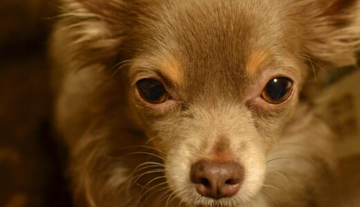 犬の目が赤い原因とは？どんな病気が考えられる？目が赤くなりやすい犬種や対処法についても併せて解説！