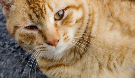 猫は腎臓病になりやすい？検査や治療方法について解説します