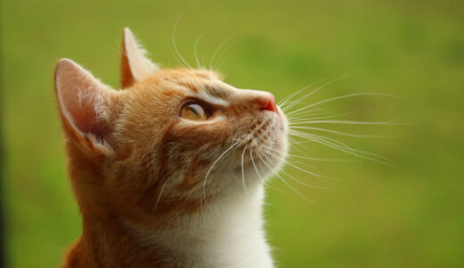 猫の甲状腺機能亢進症とは？気をつけるべき症状や治療法について解説！