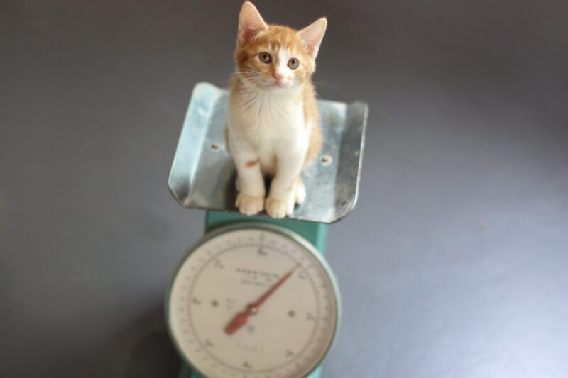 体重計と猫
