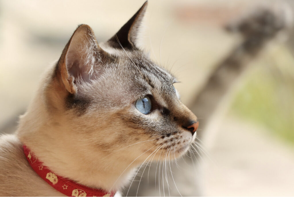 猫の口呼吸が教えてくれる健康のサインとは?さまざまな原因について解説します